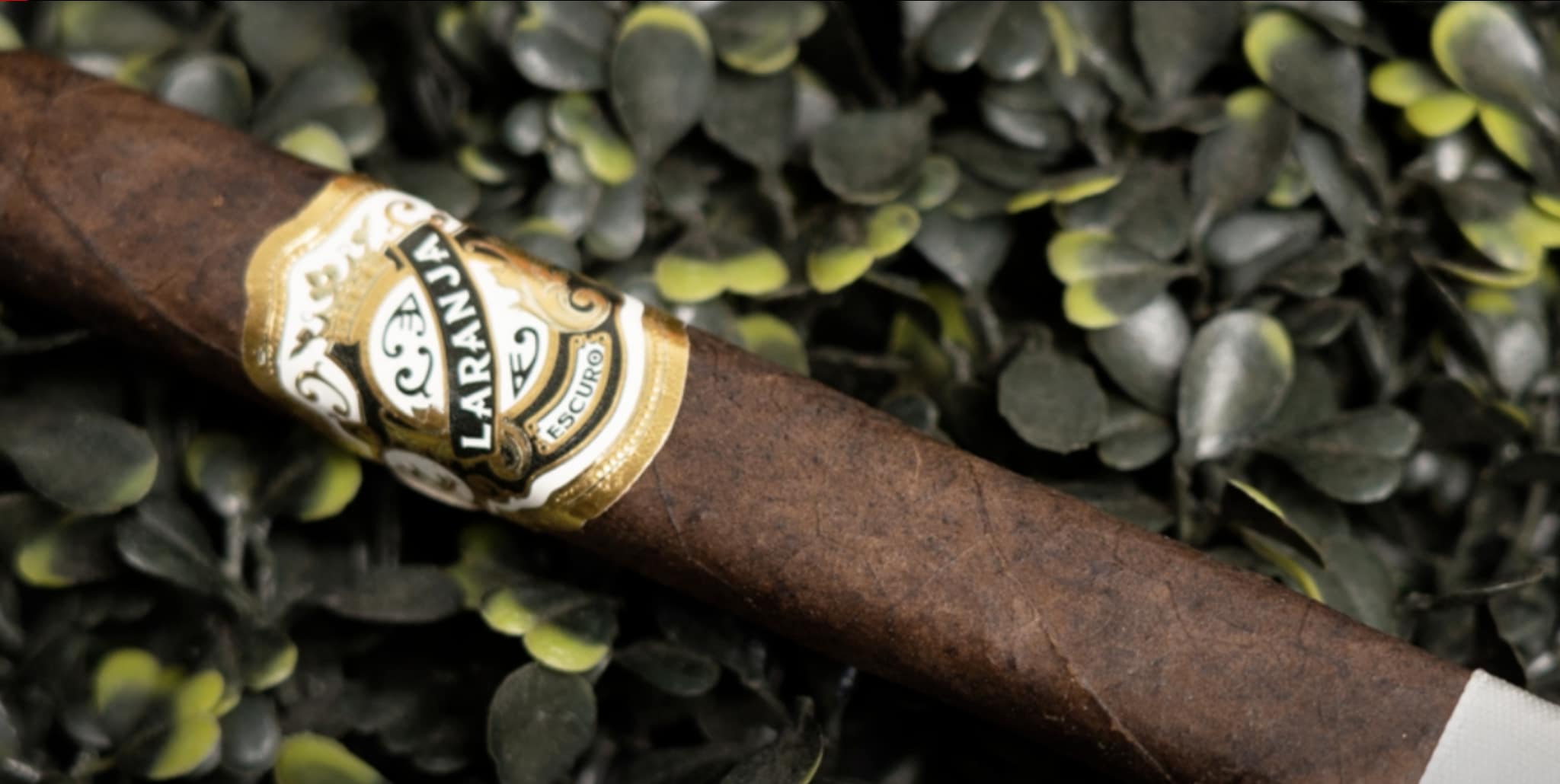Single Laranja Escuro cigar with a dark, oily Brazilian Mata Fina wrapper and a refined, richly designed band.