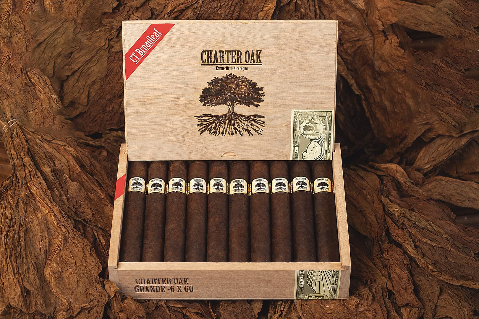 Open box of Charter Oak Maduro cigars resting on rich tobacco leaves, showcasing dark, oily wrappers and expert craftsmanship