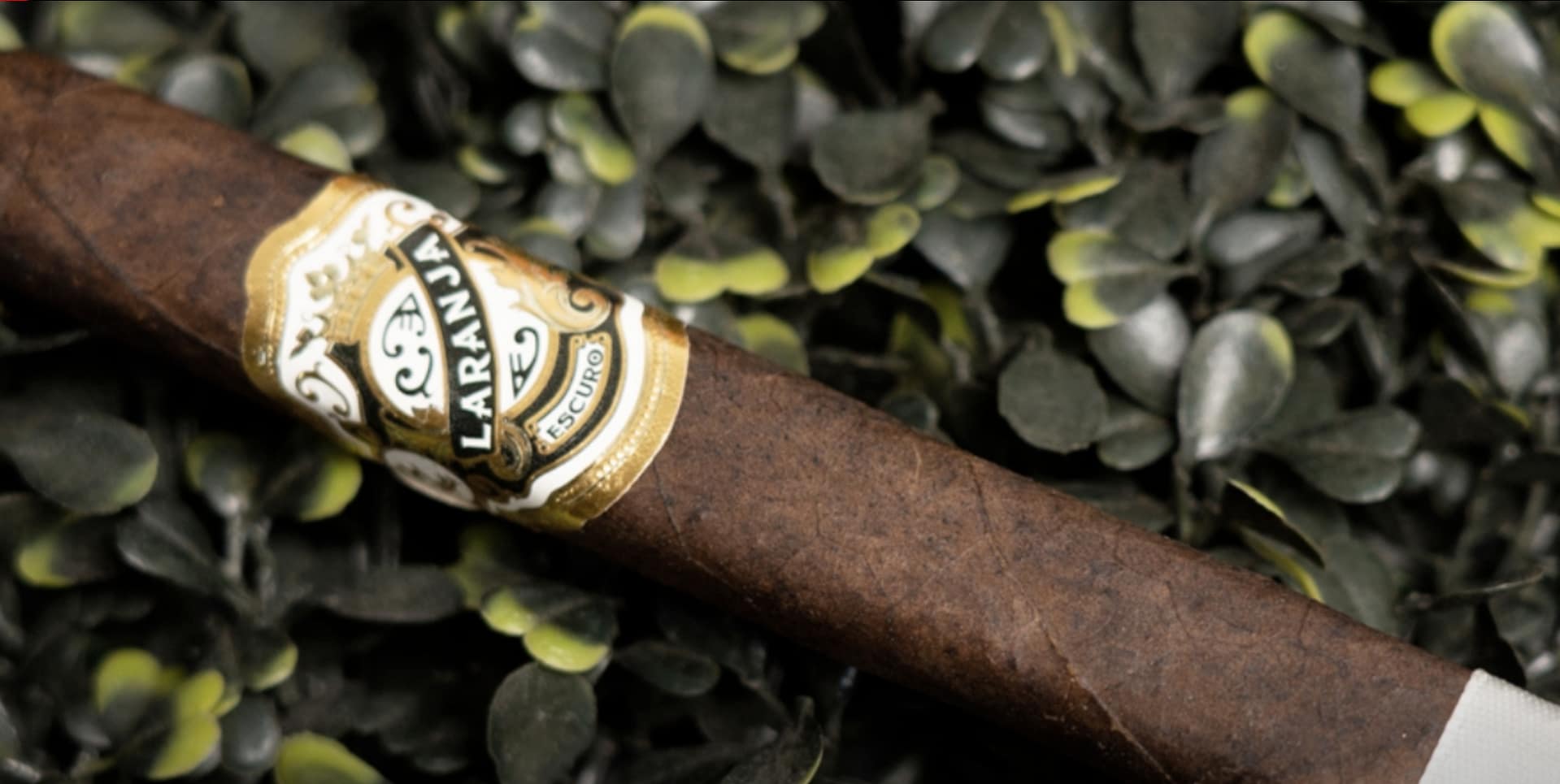 Single Laranja Escuro cigar with a dark, oily Brazilian Mata Fina wrapper and a refined, richly designed band.