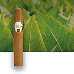 Single Oliva Connecticut Reserve cigar with a tobacco field in the background, showcasing its smooth Connecticut Shade wrapper