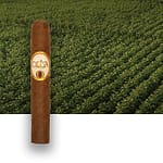Oliva Serie O cigar resting with a lush tobacco field in the background, showcasing its premium craftsmanship