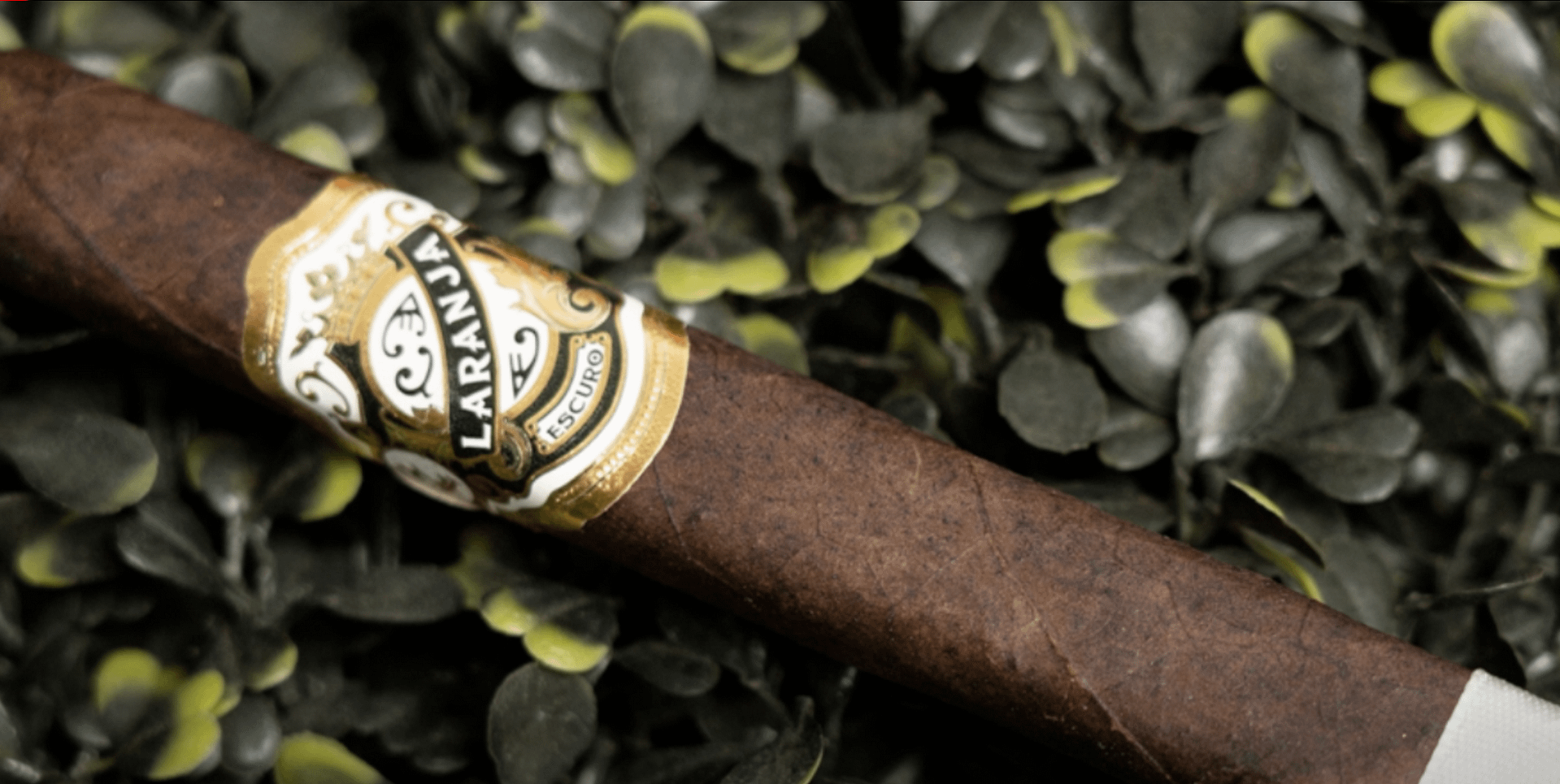 Single Laranja Escuro cigar with a dark, oily Brazilian Mata Fina wrapper and a refined, richly designed band.