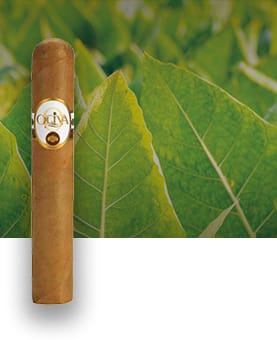 Single Oliva Connecticut Reserve cigar with a tobacco field in the background, showcasing its smooth Connecticut Shade wrapper