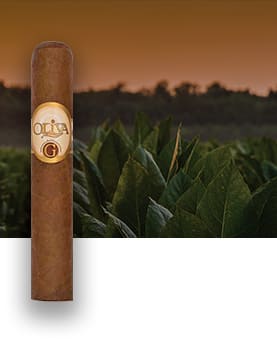 A single Oliva Serie G cigar, featuring a Cameroon wrapper, with a beautiful sunset and tobacco field in the distance