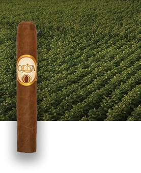 Oliva Serie O cigar resting with a lush tobacco field in the background, showcasing its premium craftsmanship